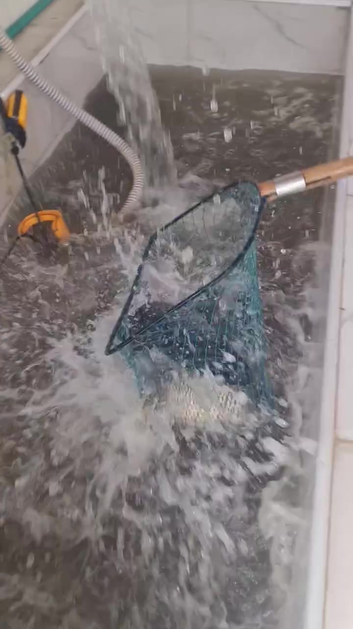 سمك • دجاج • قرية الغدير