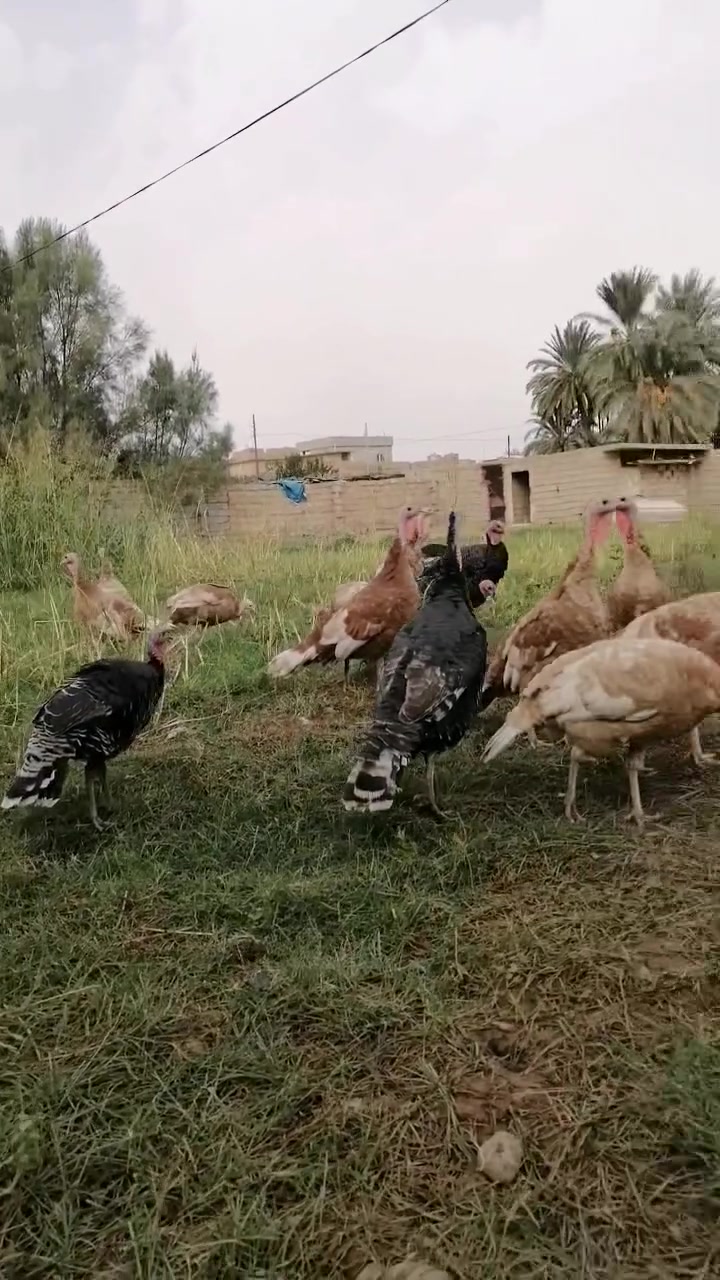 فراريج شيش • اسديره عليا • درجه اولى