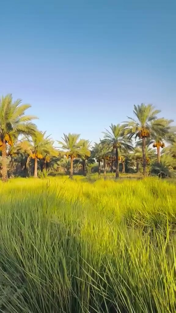 المساحة: دونمين (متاحة للبيع بالكامل أو التقطيع: دونم واحد أو دونمين حسب الطلب).
الموقع: المدائن – منطقة الجعارة تبعد عن الشارع العام حوالي 1.5 كم.
تبعد عن سدة الجعارة حوالي 800 متر.نوع الطابو: طابو سند 25.
الخدمات والمميزات:تحتوي الأرض على نخيل ومياه للسقي.
الكهرباء واصلة للمنطقة.الواجهة 23 متر للدونم الواحد
تقع في منطقة مزارع ومحاطة بمزارع قائمة.
*********** عبدالله الجبوري
