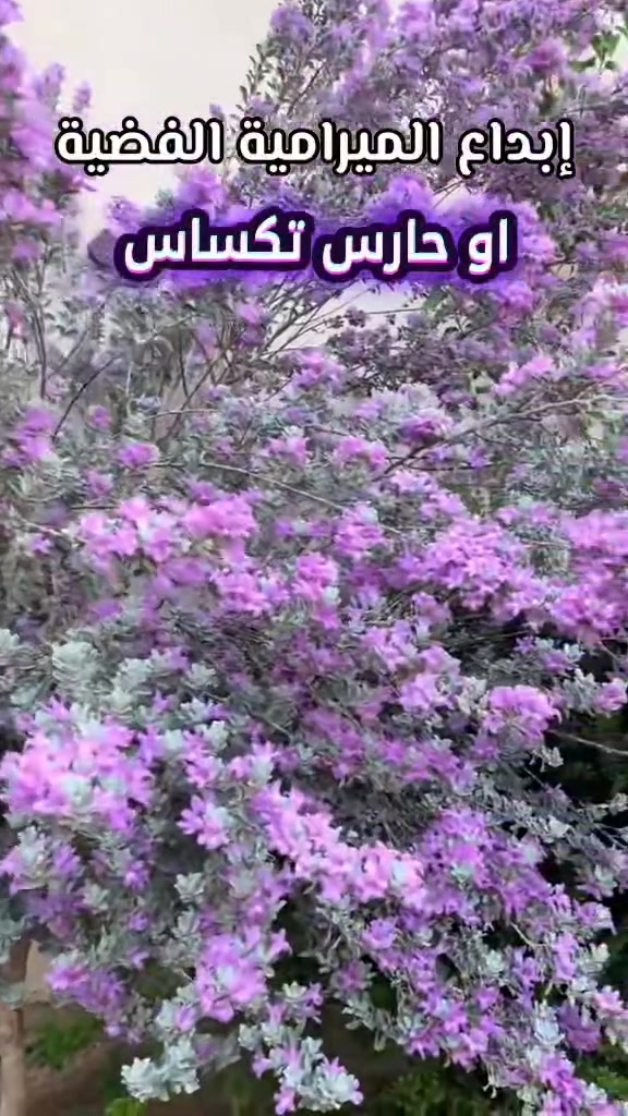 توفر نبات حارس تكساس 
الاسعار 
3000
2500
2000
العنوان الحله مدخل ناحية النيل القديم من جهة الدولي قبل السيطره
الرقم ***********

#نباتات #مشتل #منتظر_عامر #شتلات_انواع_متوفره 
#الاسعار_مناسب_لكل_شتلات
