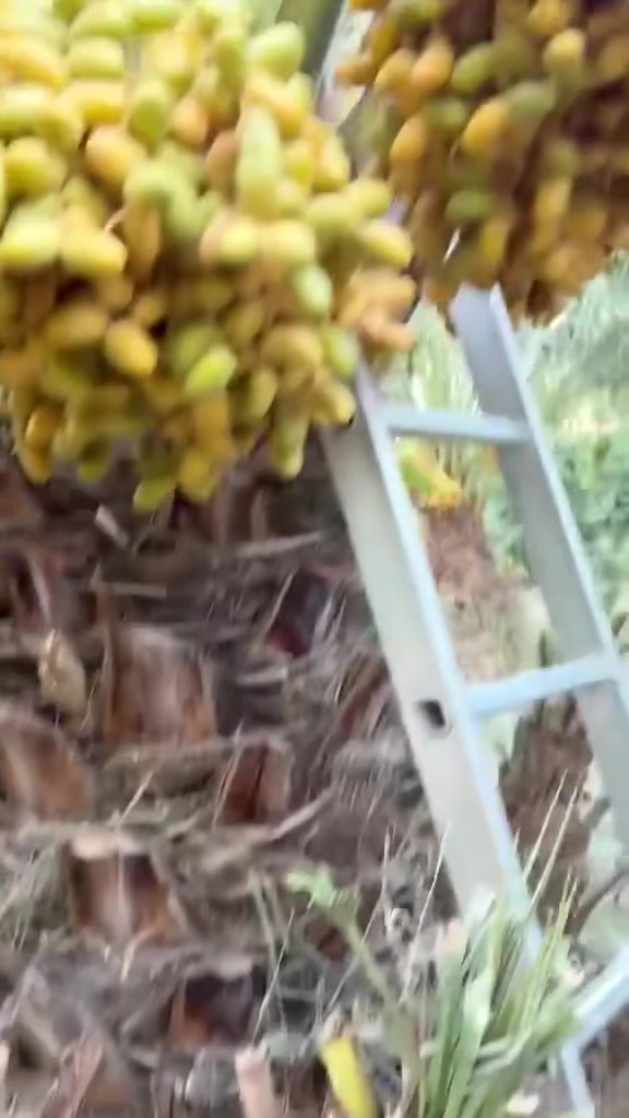 اللهم صل على محمد وال محمد
زرعوا فأكلنا ونزرع فيأكلون 
لاسيما ونحن في بداية  موسم زرع الفسائل انصح بالاسراع بحجز وقلع الفسائل صنف الشويثي الحر للاستفسار الاتصال على الارقام التاليه
***********
***********
*********** واتساب ماسنجر
الاسعار حسب العد والحجم 
هناك تخفيضات لاصحاب البساتين الحديثه
