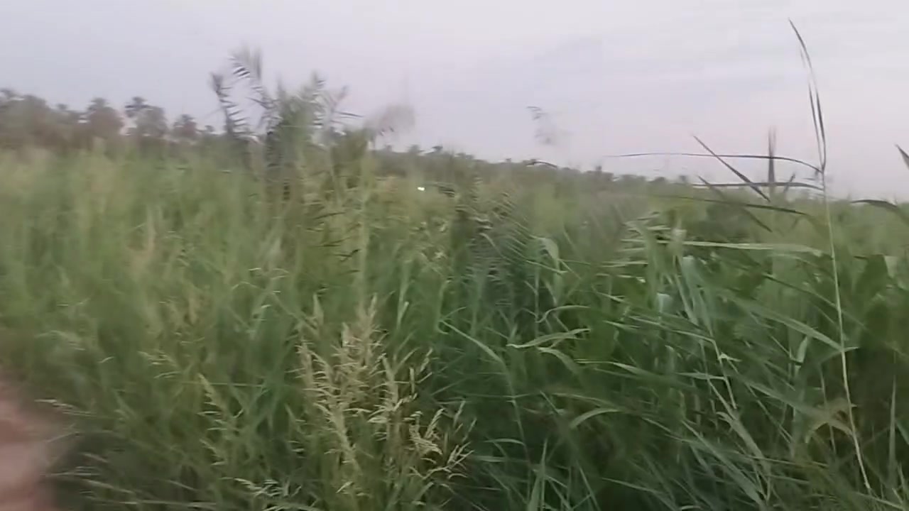مزرعة وبستان شاطئية (جزرة) وسط نهر دجلة  للبيع 4 دوانم
تنباع شلع أو حسب الطلب 
الموقع ديالى جديده الشط
تصلح للاستثمار مزروعة نخل وأصناف الحمضيات وزيتون وتفاح ومشمش الاستفسار الاتصال ***********
