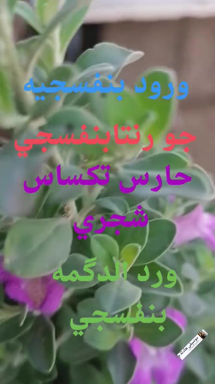 مشتل الربيعي • سوق الشمري • ورود بنفسجيه