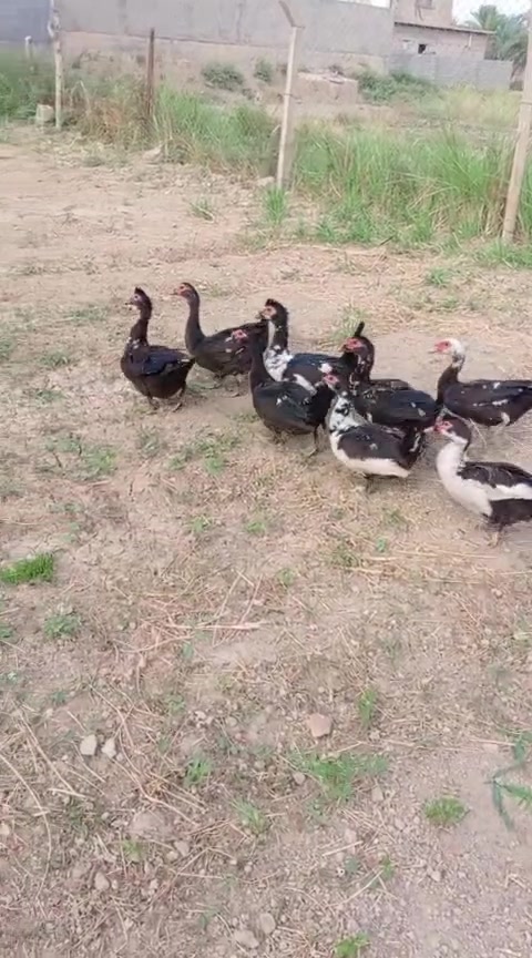 فحله • بط • للبيع