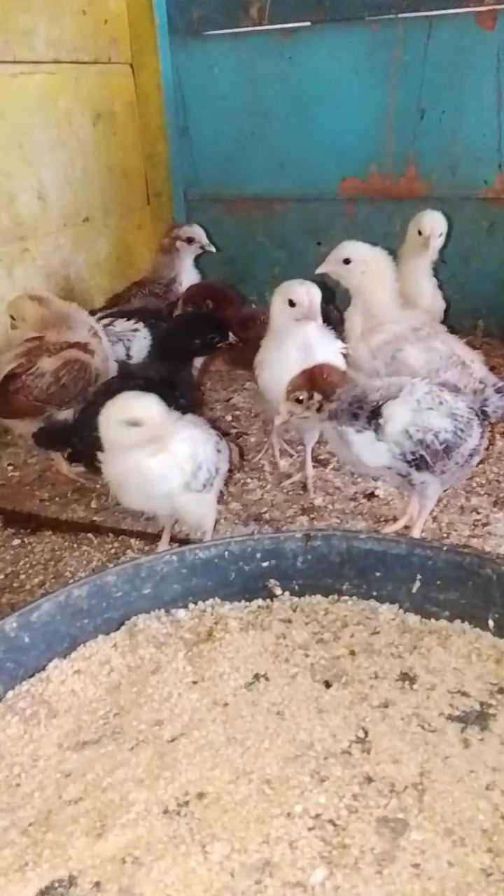 صواصي عرب • الانبار • ١٨