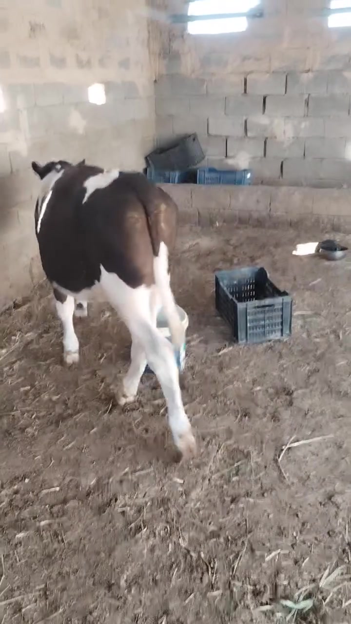 سمتال • خط اول • للسعر اتصل