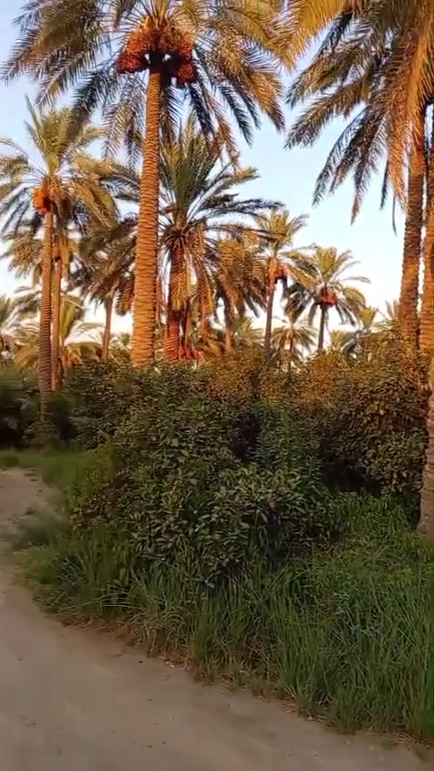 بستان شاطيه ٢٤ دونم خمسه دونم طابو ولباقي عقد ١٧ وجهه سده مع 4 ابيوت الصويره للاستفسار على رقم ***********
