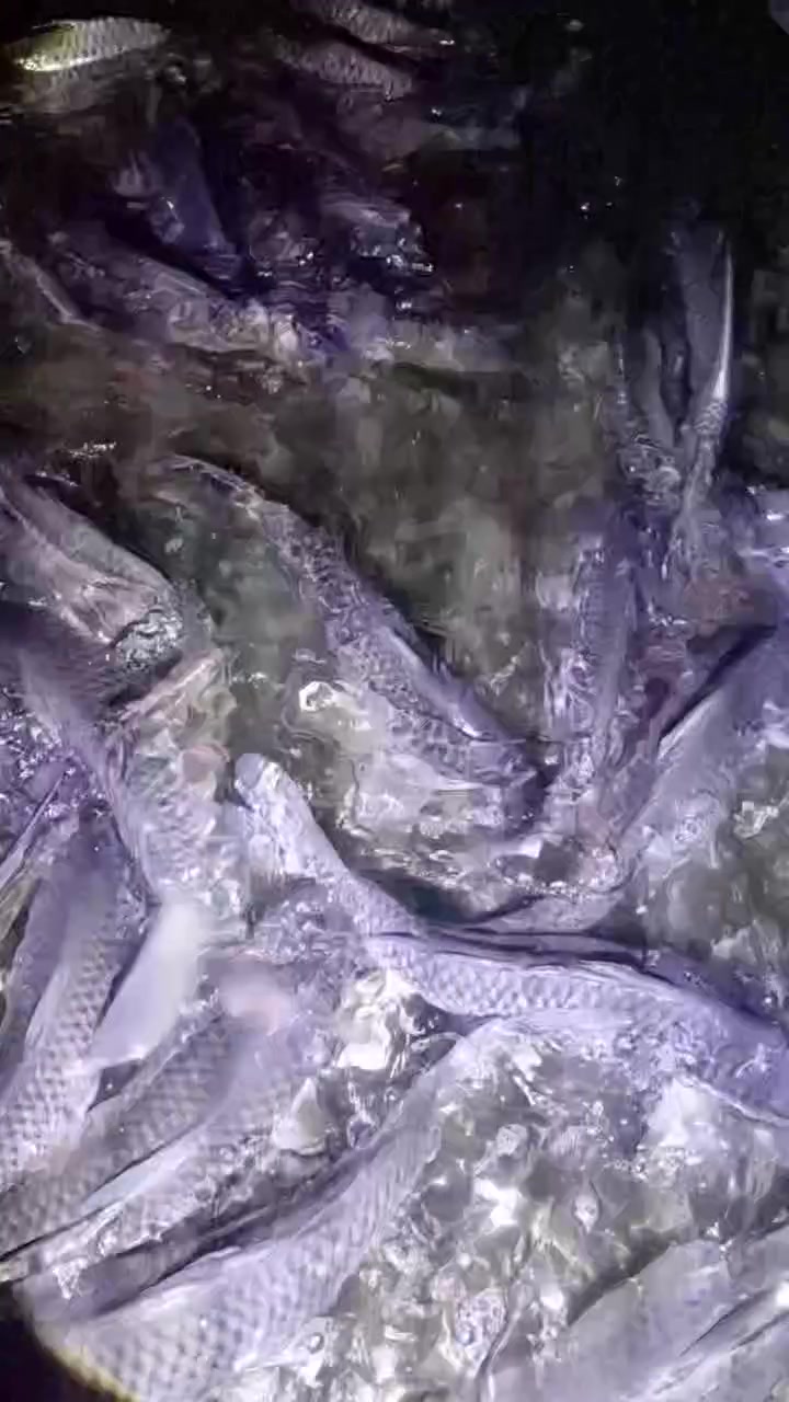 مآسي • ٢ كيلو • توصيل