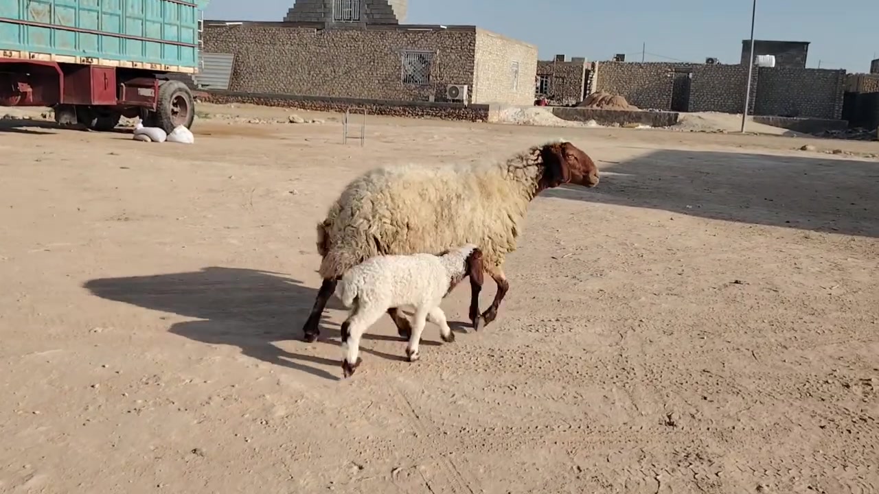 للبيع رغوث وراها فطيمه نعجه خشان وسمن وحلا شرط نصاح على كل عيب المكان حديثة السعر خاص أي استفسار على هذا رقم ***********
