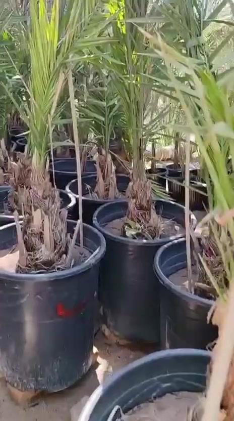 سلام عليكم عشاق ومحبي النخيل في كل مكان يتوفر فسائل البرحي الحر من برحي ابو الخصيب الاصل يوجد توصيل ***********
