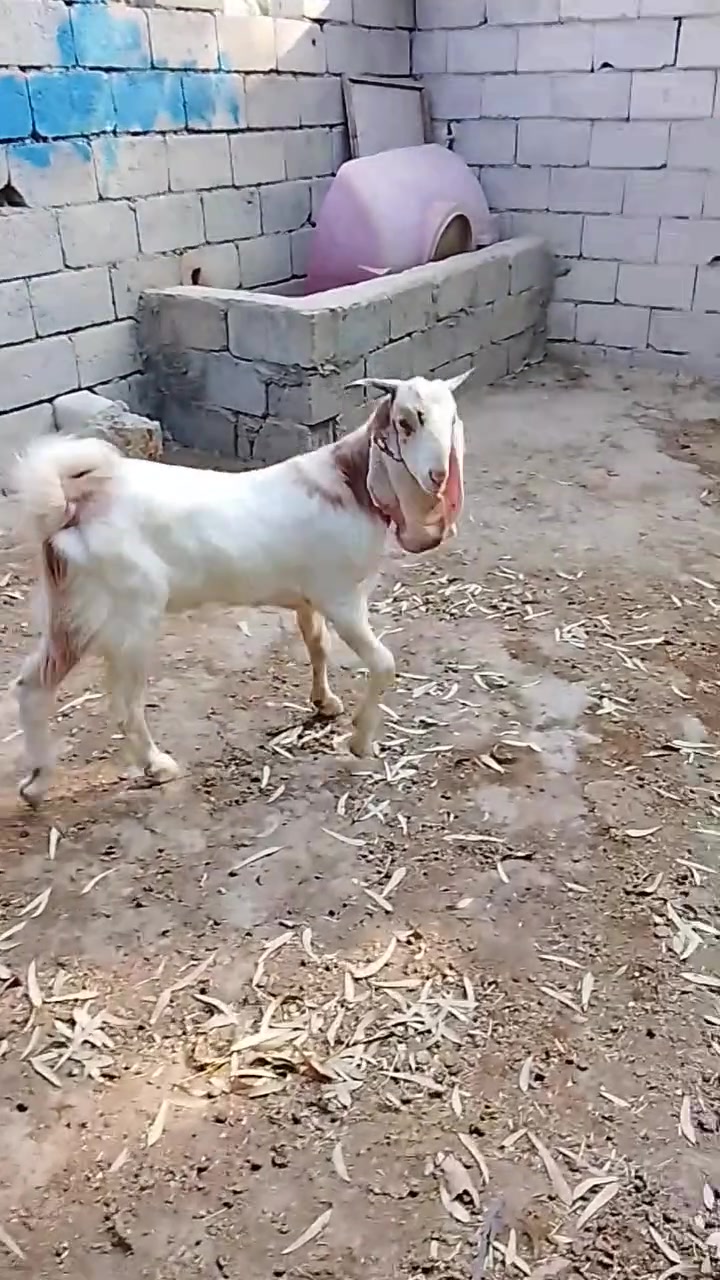 صخل • ابن سنه • شهربان المقدادية