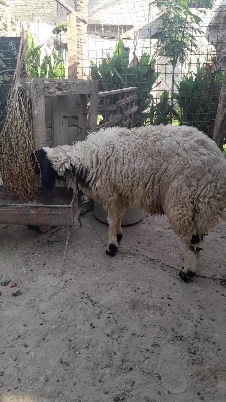 طلي سمين • الصويره • حي الاسرى الزراعي
