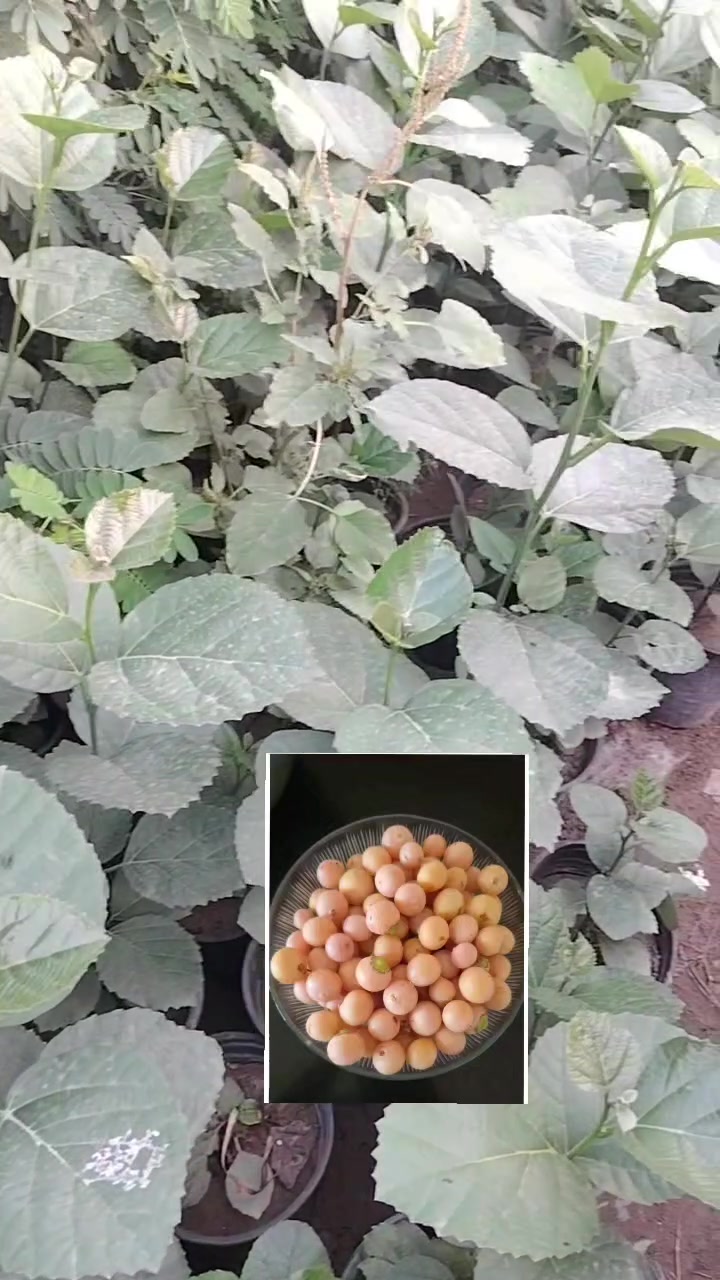 مشتل • سعد العنبكي • ديالى الخالص