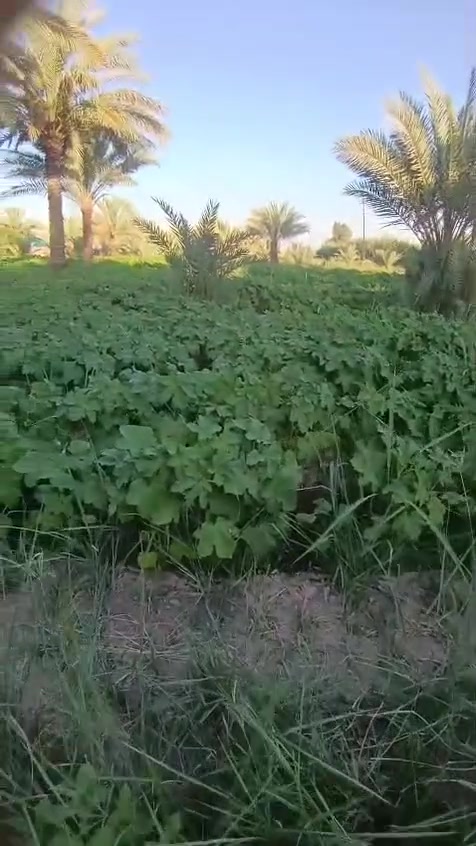 ارض مساحه 2000 متر كربلاء المقدسة/مقابل عون 
قرب مدرسة الثقة عن الشارع العام مال الزوار 3كيلوا /واجهه الارض 60متر
السعر 75مليون
*********** يوجد واتساب

