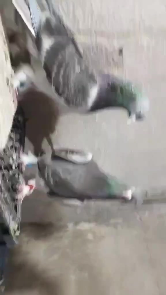 متاح زوج عنبريات مصجمات
عنواني ديوانية قضاء الشامية
وتوصيل موجود ان شاء الله
الي يريدهن يتصل وبي خير ويدلل
***********

