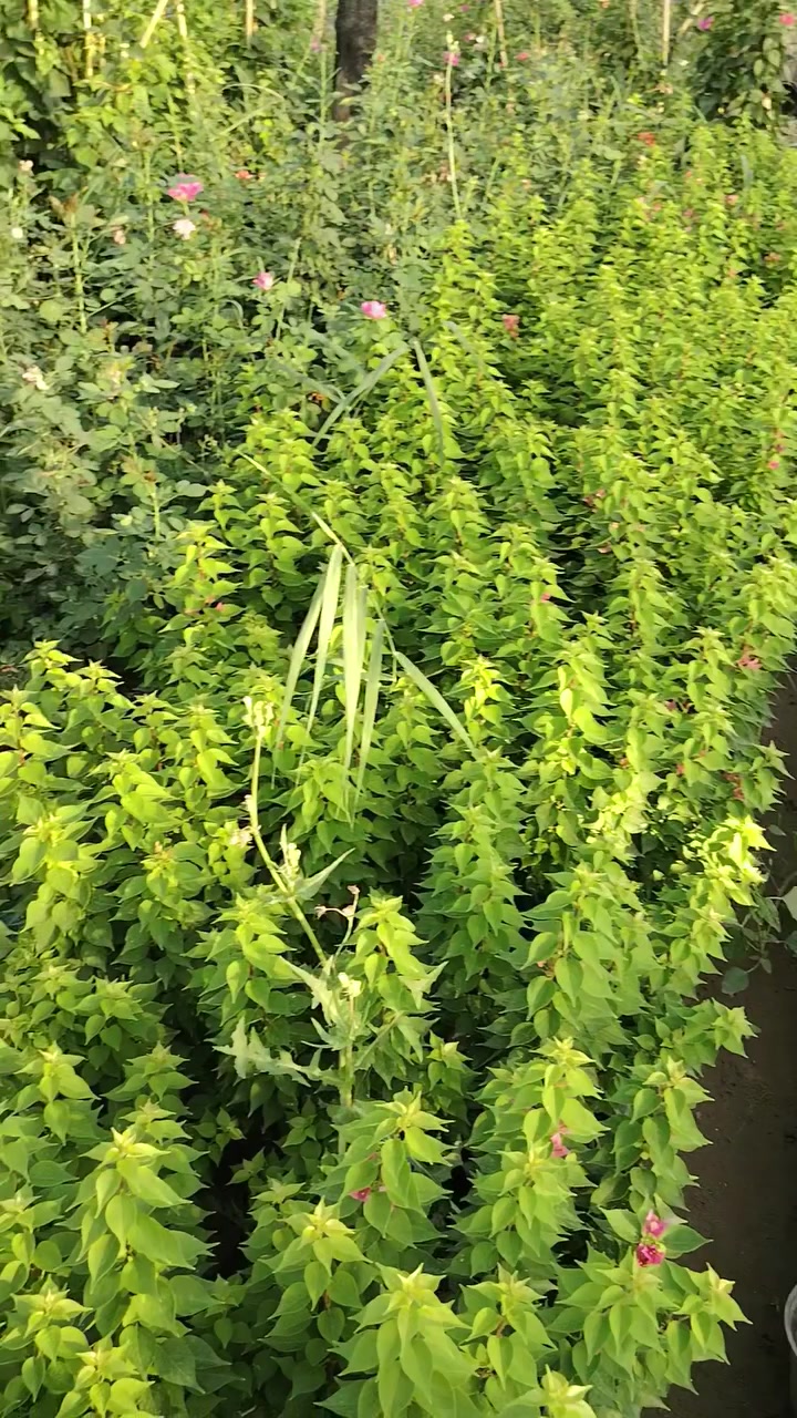 ورد صباح ورد عراقي عطري ورد جمال ياس عراقي جهنمي
قزمي كاسيه افريقيه مشتل سعد العنبكي يرحب بكم ديالى الخالص سعر مناسب جمله ومفرد  ***********
