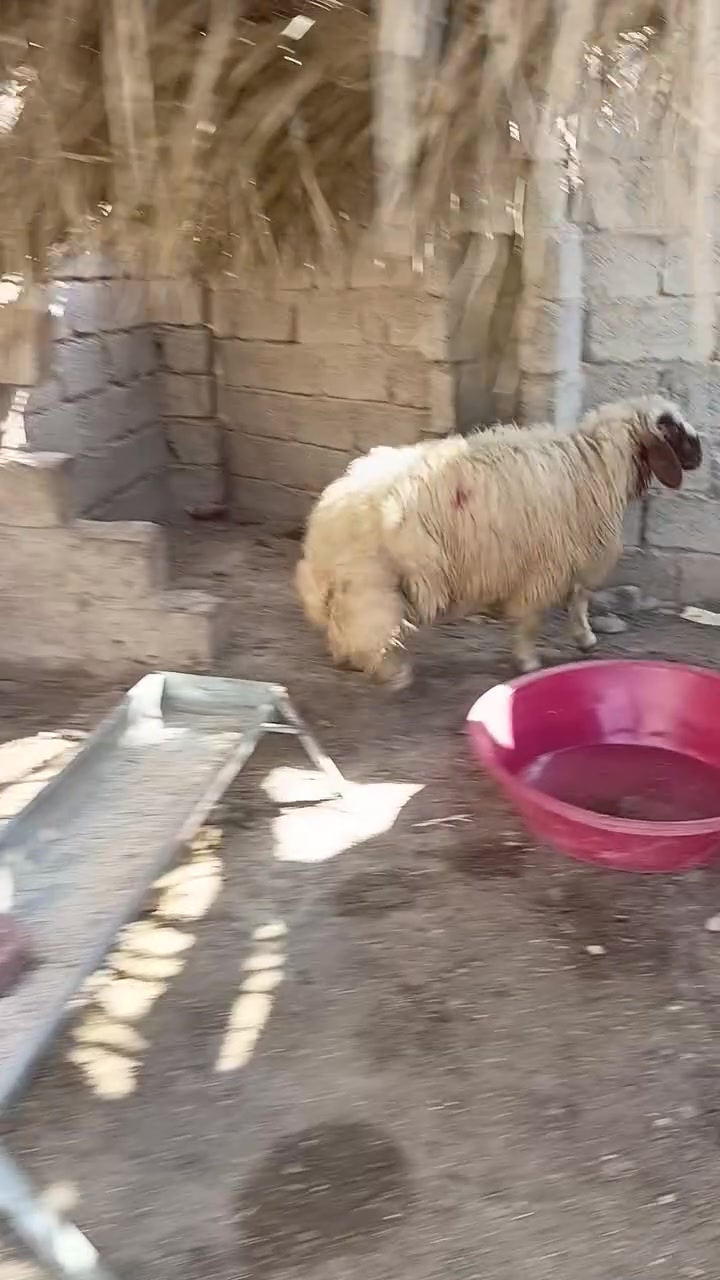 طلي • مفول للحم • رقم واحد