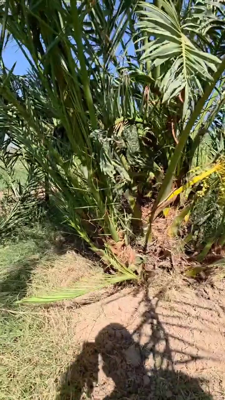 🌴👑 ملك التمور البريم 👑🌴

السلام عليكم متابعينا الكرام

متوفر لدينا فسائل بريم 
احجام ممتازة ✅

✅ ضمان الصنف 100%
✅ القلع بحضور المشتري

للاستفسار والحجز 📞:
***********
***********

العنوان 📍: واسط - قضاء الصويرة - مجاور محطة وقود ديار شمر

تابع الصفحة حتى يوصلك كل جديد عن الفسائل والاسعار 👇

#مشتل_سلام_الشمري #البريم #ملك_التمور #فسائل_نخيل #واسط #الصويرة
