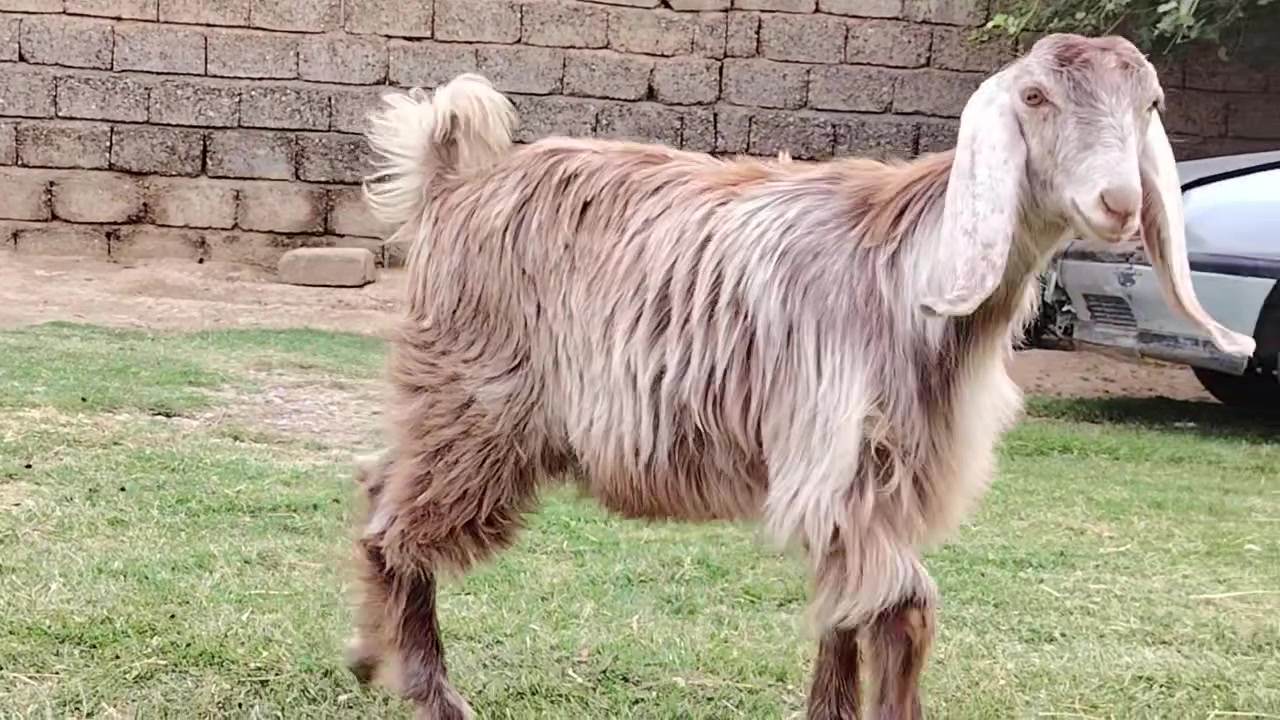 حمدانيه • خشنه • شرقاط