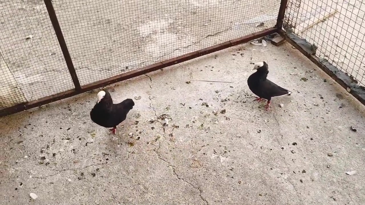 للبيع • غير محدد • بدون تفاصيل