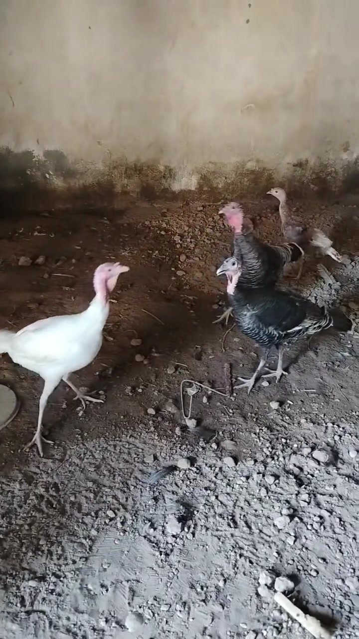 أرانب • فحل • ٣ إناث