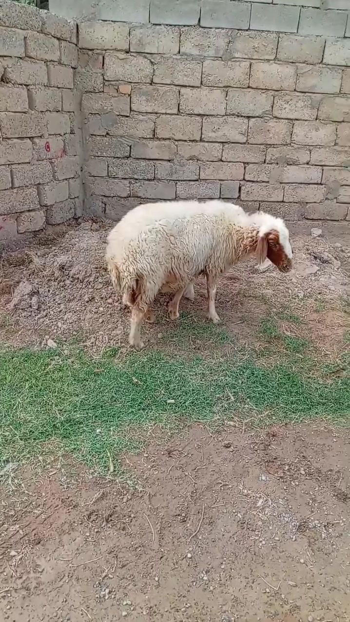 سلام عليكم لبيع نعجه ورجينه ام ثالث وراها فطيمه حانيه فوك بنتها شرط ماتنبشم حنطه وخبز كوم شرط نصاحه على كل عيب مكفولات من كلشي مكان البيجي حي العصري رقم الهاتف *********** /***********
