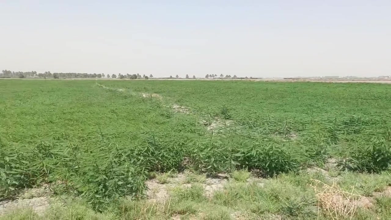 البيع 45 دونم طابو سند 25 بغداد سبع البور منطقت المصالحه وطجاج ***********
