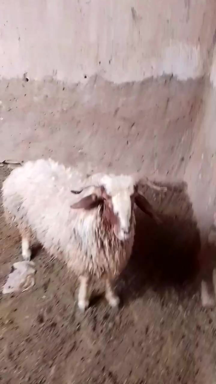 طلي • حديثه الرفاعي • توصيل الانبار