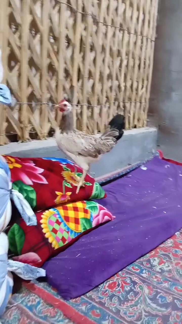 ديك ودجاجة • دندراوي • قضاء الهوير