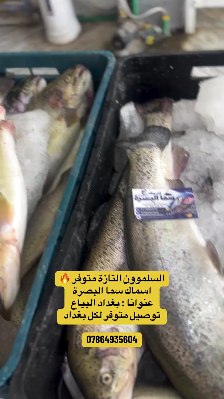 السلمون البرتقالي  🔥✅✅ 
اسماك سما البصرة توفر الكم كل الاسماك التازة و الفريش  بحري و نهري 
كل الاسماك مسواك يوم بيوم وتازة 
عنوانا بغداد البياع شارع ١٣ 
توصيل لباب بيتك متوفر 
انسب الاسعار يمنا تواصل على الرقم و تدلل 
 ***********
