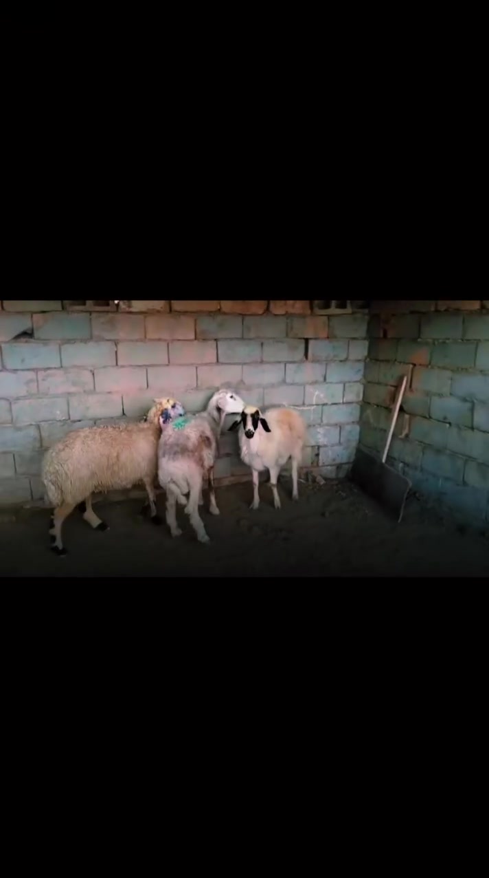 بسم الله ما شاء الله متى حلال للبيع العدد 3 حلال درجه اولى امهات ثاني بطن واللي يدوراصايل مكان بغداد المشاهده قرب التاجي توصيل ما عندي السعر خاص خابر وتدلل (‪***********
