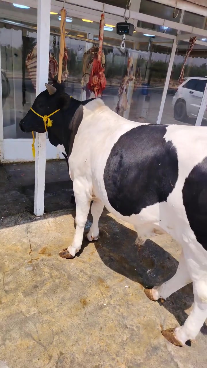 اللهم صلي على محمد وآل محمد الطيبين الطاهرين
اليوم بتاريخ 7/29يوم لاربعاء
ذبح عجل عراقي هرفي فقط
يوجد خدمه توصيل داخل شهربان ***********
