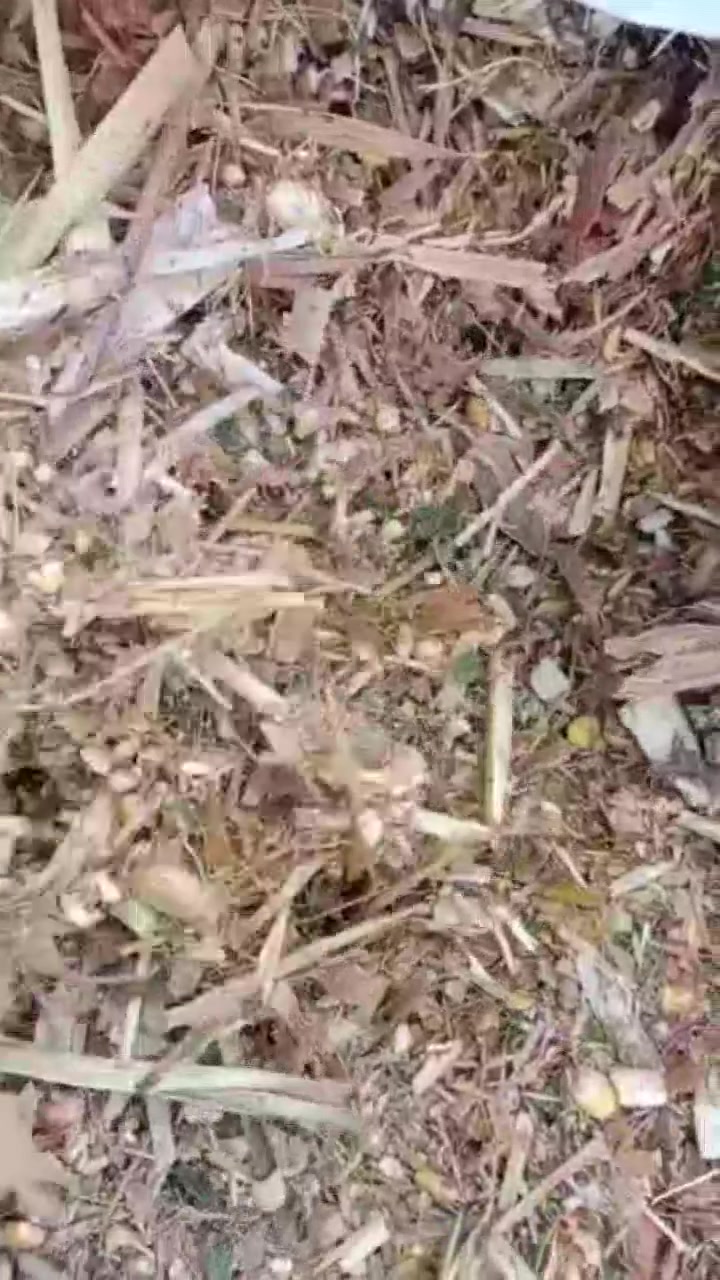 اعلاف سيلاج اذره درجا اولا واصل للبيت كميات مفتوحه  ***********///***********
