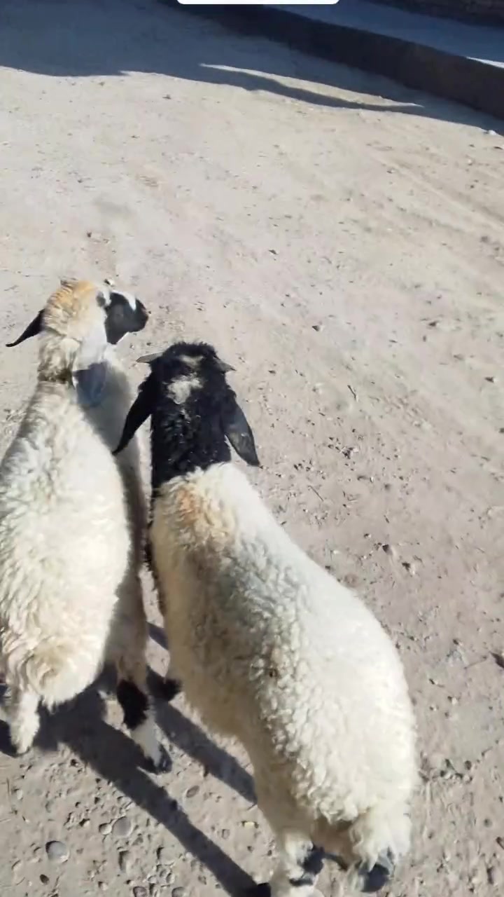 سلام عليكم طلي وفطيمة خير من الله حلوات مالات جني ويرهمن نذر حلال حلو ونضيف وشكة طويلة وطرف حلو سعرهن 500وبيهن مجال بسيط المكان الطارمية ناحية المشاهدة الاستفسار على الرقم ***********,,,,,,***********
