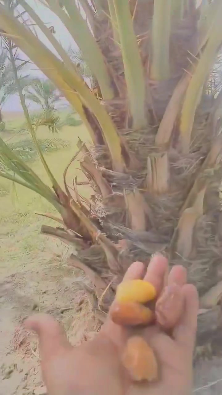 حلاوي • فسائل • مثمرة