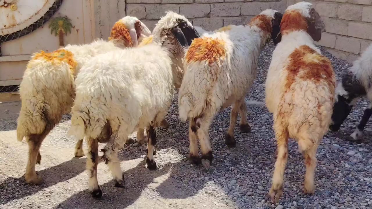من رخصت الأدمن المحترم
اخوان للبيع نعاج العدد 9 مال مجنوي درجى أولى گصه وحدة مراح واحد خشانه فول شرط مكفولات من كل عيب المكان صلاح الدين بيجي للاتصال *********** /***********
