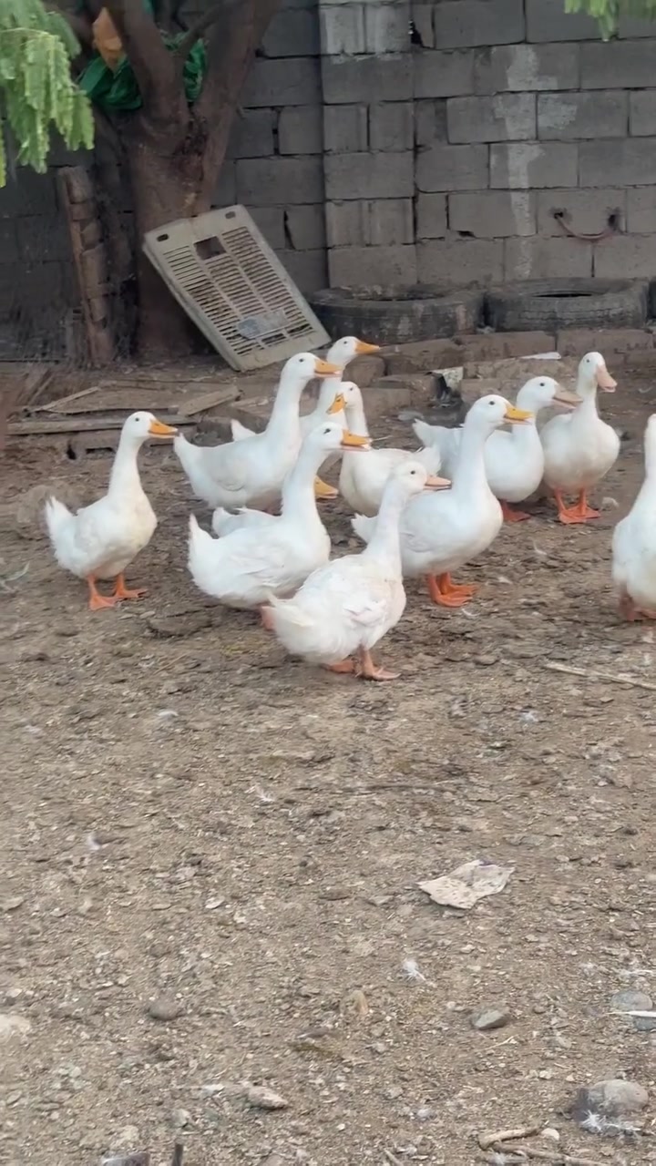 ١١ دانه سونى هولندى ٦مي و ٥نير بوفروشتن لةكةلارم***********
