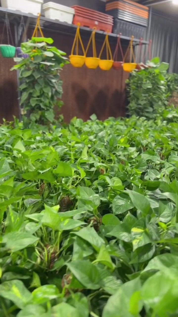 🌿🌳 غابات من البلاب العمودي والمتدلي وصلت إلى مشتل أكوامارين! 🌳🌿

إذا تحب تخلي بيتك أو حديقتك لوحة خضراء طبيعية 💚
وفرنا لكم البلاب العمودي والمتدلي بأحجام جميلة ومميزة من 70 سم الى 2 م 😍
مناسب للديكور الداخلي والخارجي 🌱✨

🍃 كثافة خضراء رائعة
🍃 شكل أنيق وسريع الانتشار
🍃 مناسب للتعليق والتسلق وتغطية الجدران

📍 مشتل أكوامارين – حلة، كورنيش حي الصحة
📞 ***********
📞 ***********

#مشتل_ومحمية_اكوامارين 
#مشتل_اكوامارين #اكوامارين #نباتات #نباتات_ظليه #نباتات_داخلية #نباتات_خارجية #البلاب #بلاب_متدلي #بلاب_عمودي #نباتات_متسلقة #تنسيق_حدائق #ديكور_نباتات #حدائق #زراعة #عشاق_النباتات #نباتات_العراق #نباتات_بابل #الحلة #الحلة_بابل #مشاتل_العراق #مشتل #اكسبلور #العراق #بابل #الحلة_كورنيش
