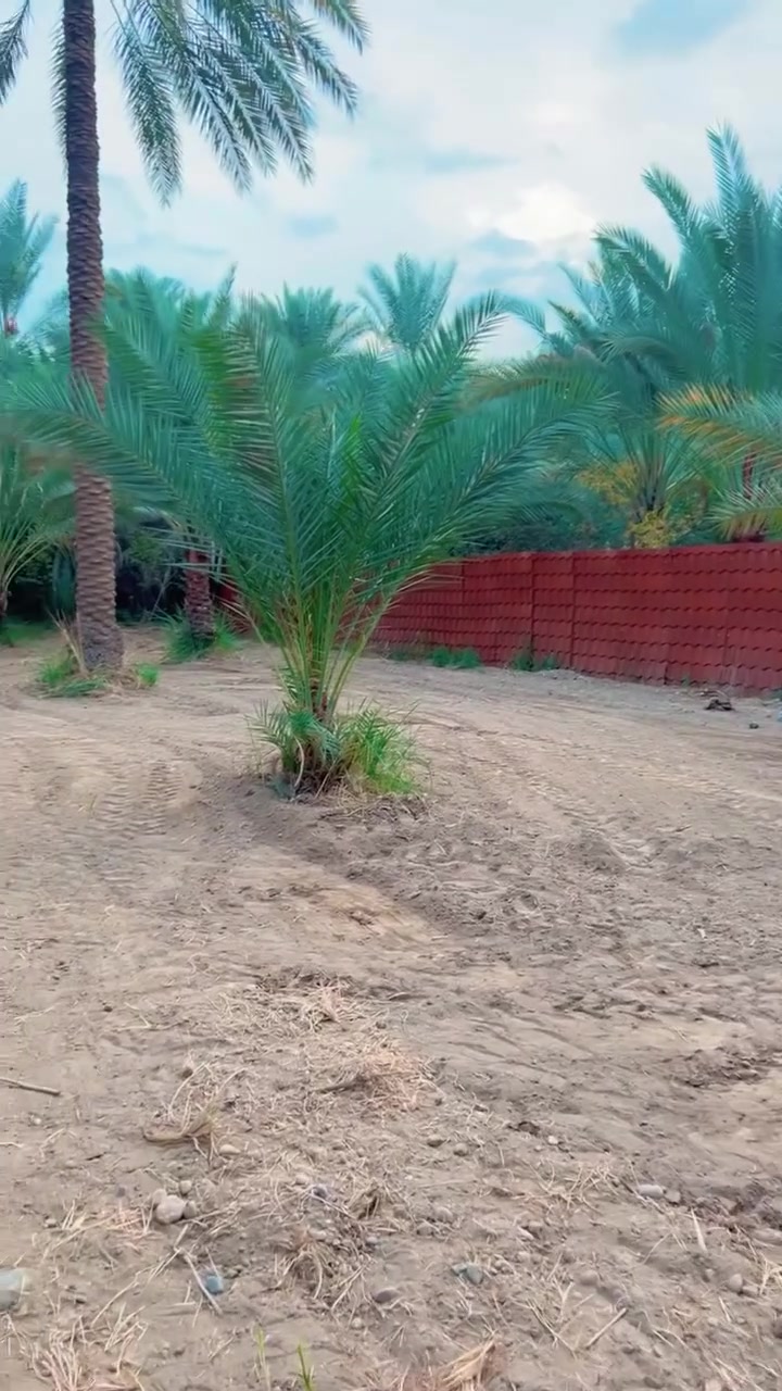 الراشدية بغداد • ٨٠٠م • مزرعة