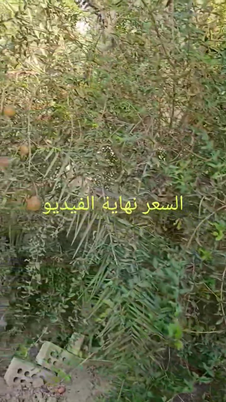 كربلاء الإمام عون • ٣٠٠م • حديقة ٢٠٠م