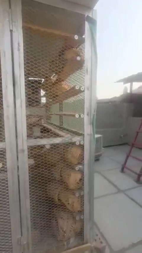 قفص حديد • قفص خشب • درجة اولى