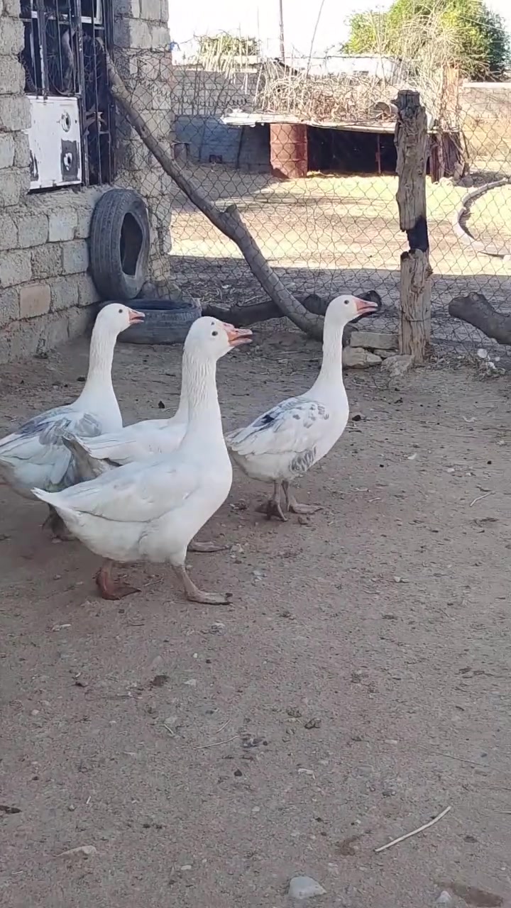 فحوله غاز • للبيع