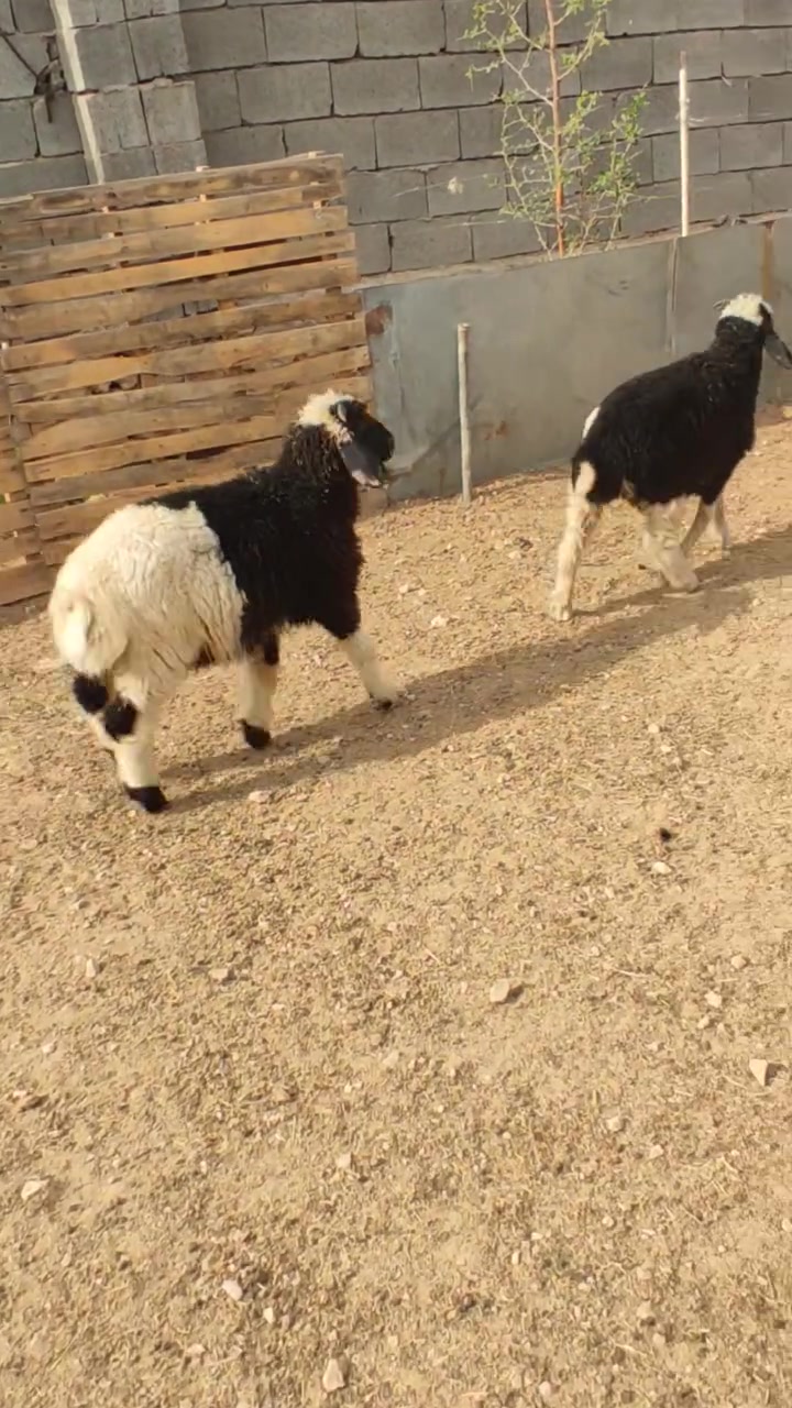 زوج طليان • خشنات • حديثه بني داهر