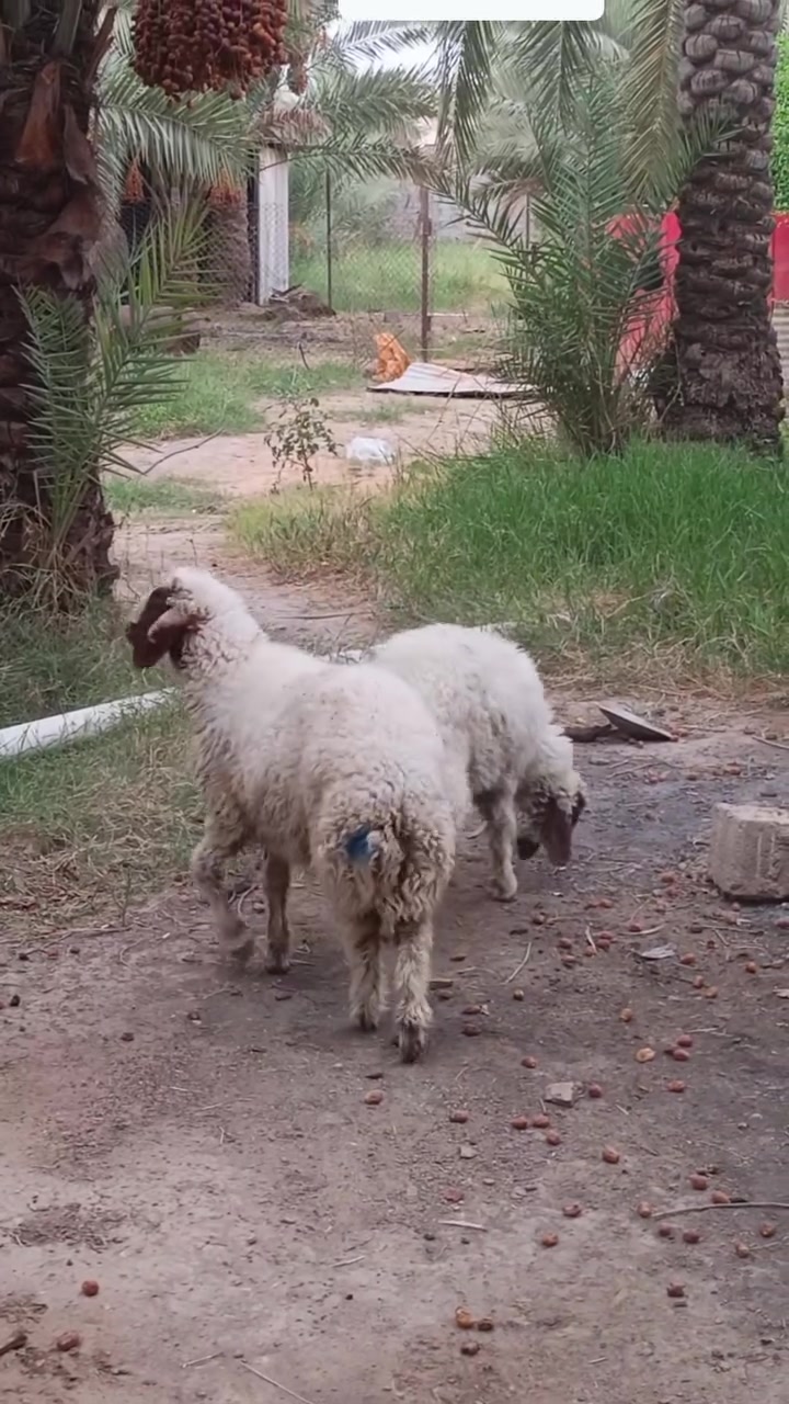 طليان • فحل • بغداد