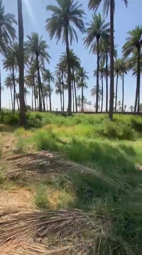 السلام عليكم {نص دونم للبيع } طابو زراعي سند 25 وجه 24 متر تحويل باسم المشتري 📍العنوان  {بغداد المدائن } منطقة الجعارة يحتوي على نخيل واصل مي سقي واسالة وكهرباء 
للأستفسار 📞{***********}
