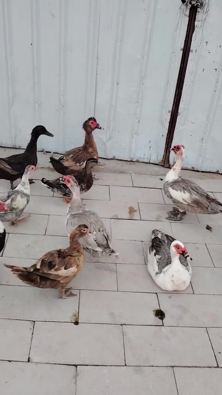 حلال • نظيف • بصرة بني منصور