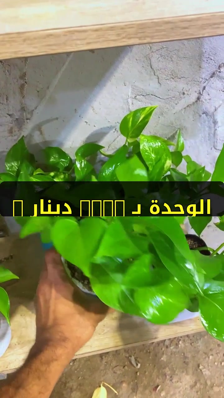 لبلاب مائي • عرض جملة • توصيل كافة المحافظات