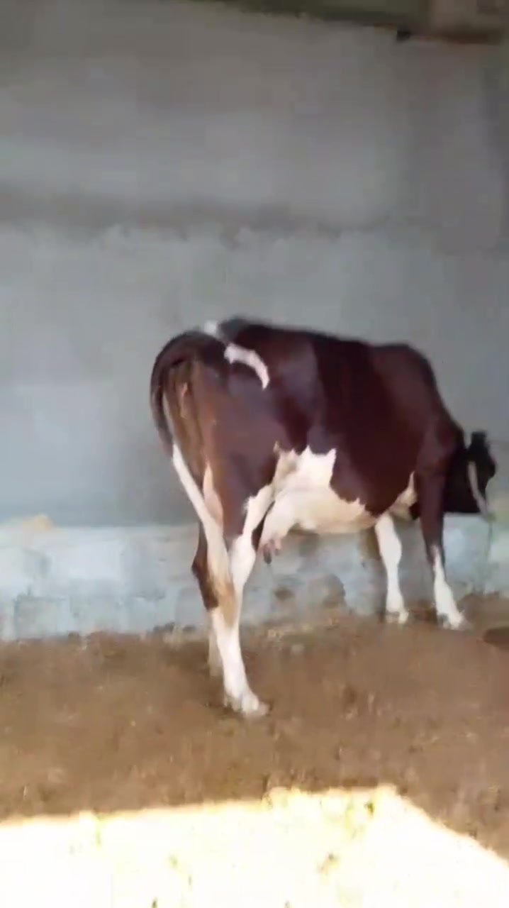 بسم الله ماشاءالله..
على بركة الله..
يوجد حقل ابقار كامل بفضل الله..
ملاحظه.. جميع الابقار مدمجه بمقطع واحد..
1- بقره رغوث بگعه خشنه فول عشار كفاله 4 أشهر وراها بجر كبيره جنس ام الصره البجر اصرفت وما صرفناها بيها شطر يحلب اقل من خواته ودسمه وبسعر ثلاث ملايين و550 هيه وبجره.
2ـ بقره دبسه رغوث وراها حولي جنس ولاد جديد تحلب 3 أبطاله تقريباً وبسعر مليونين و575
3ـ بقره هولنديه بيضه وحمره عشار كفاله في الشهر الثامن انطي كفاله 7 اشهر وبسعر مليونين ونص. 
4ـ بقره الجبه خشانه فول و سمينه ودسمه وعشار كفاله 4 أشهر نفسه في  الفقره الاولى وبسعر مليونين و450
5ـ  اباجير جنس فريزي خشانه وسمان فول صبه لحم فول العدد 4 
اثنين السود اصرفن وماصرفناهن سعر الواحده مليون و350 فقط اختار التعجبك ..
وكل الهلا بالشرايه 
الشرقاط اسديره وسطى قرية طق طق 
***********
‏‪***********‬‏
