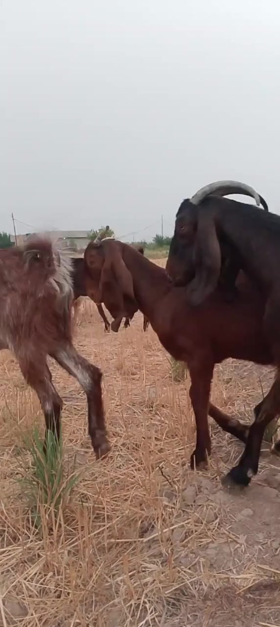 معز • درجة أولى • عشر