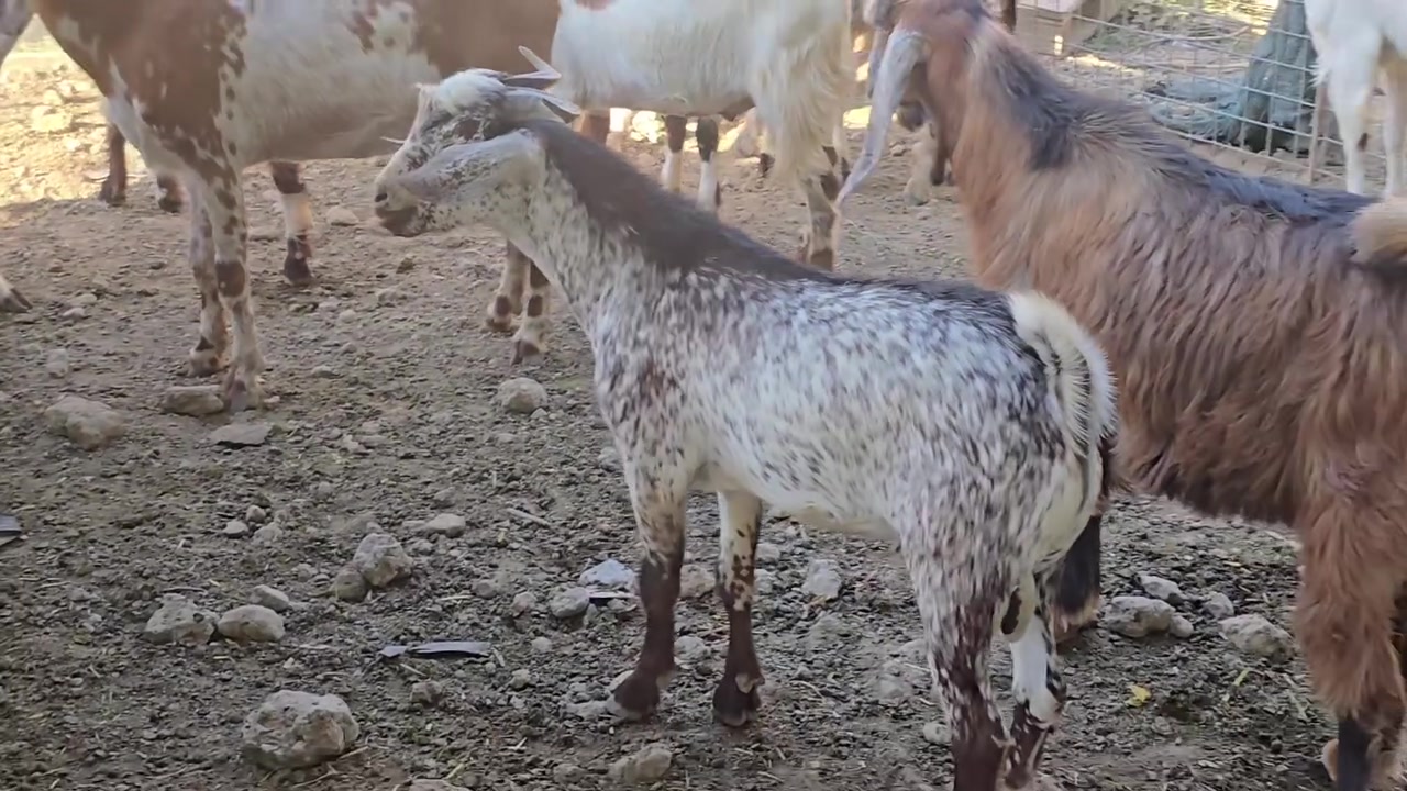 جدي صلالي تريد لحم تريد فحل حلو حيل السعر ٣٠٠ المكان قرب جسر تكريت الحديدي للاتصال ***********
